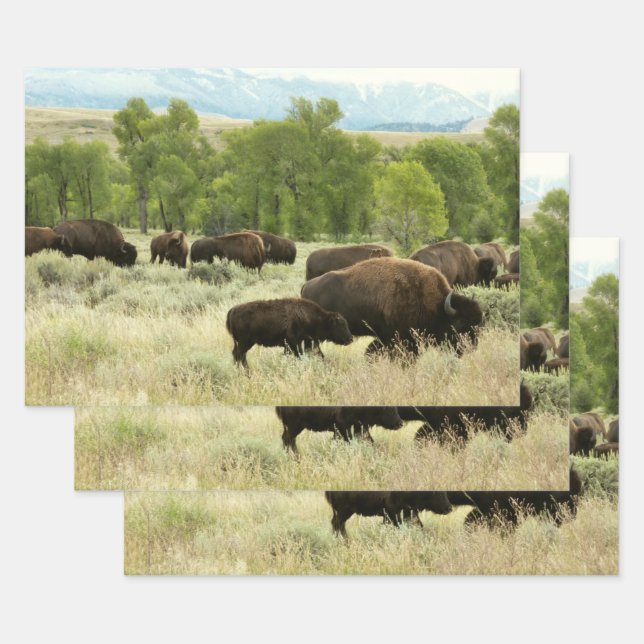 Wyoming Bison Nature Animal Photography Wrapping Paper Sheets (Set)