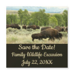 Wyoming Bison Nature Save the Date