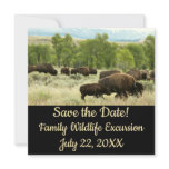 Wyoming Bison Nature Save the Date