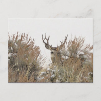 Wyoming Deer Postcard