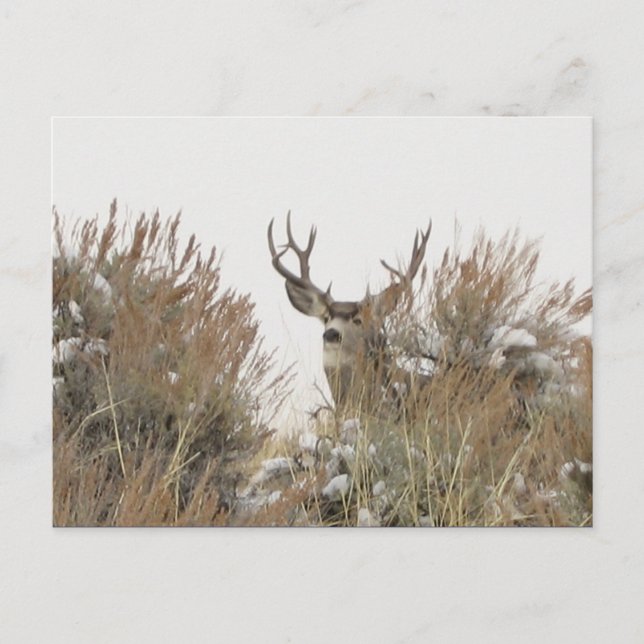 Wyoming Deer Postcard (Front)