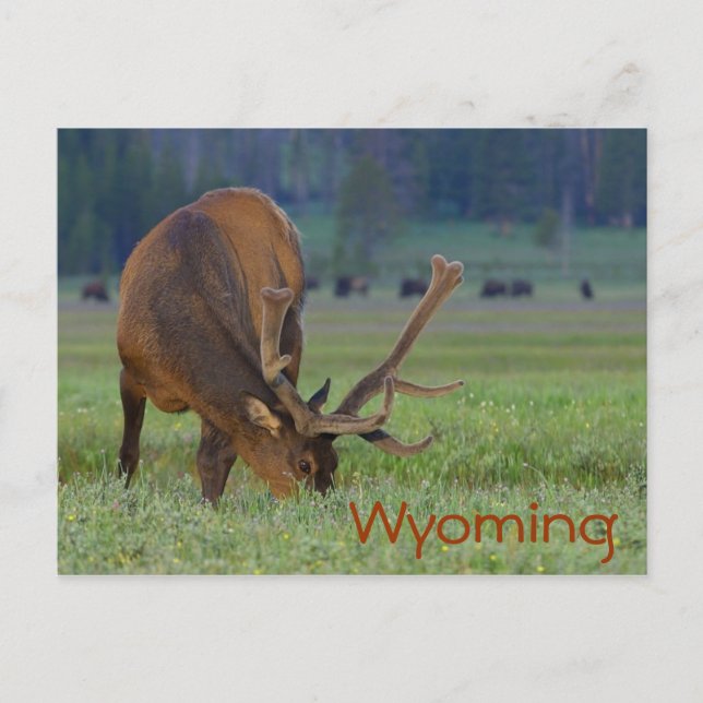 Wyoming elk postcard (Front)