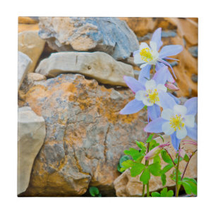 Wyoming, Grand Teton National Park 1 Ceramic Tile