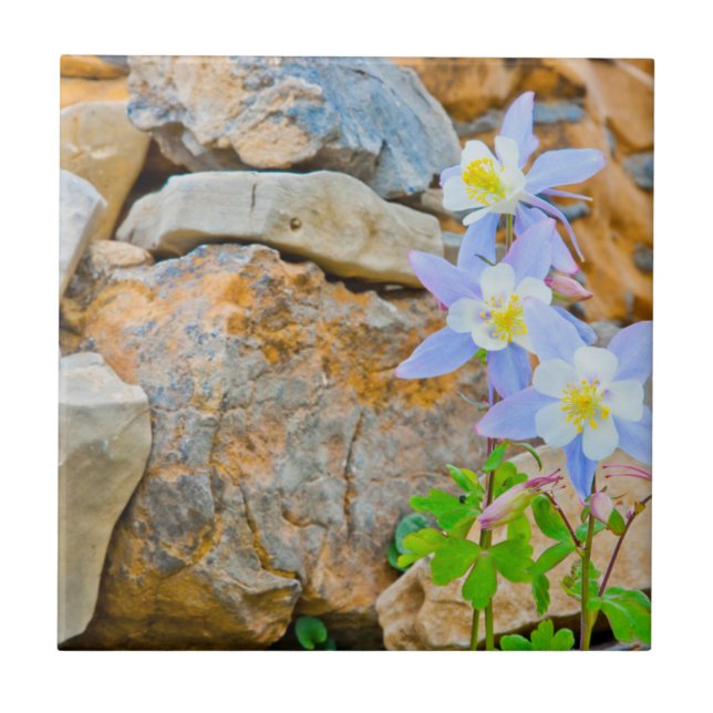 Wyoming, Grand Teton National Park 1 Ceramic Tile (Front)