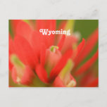 Wyoming Indian Paintbrush Postcard