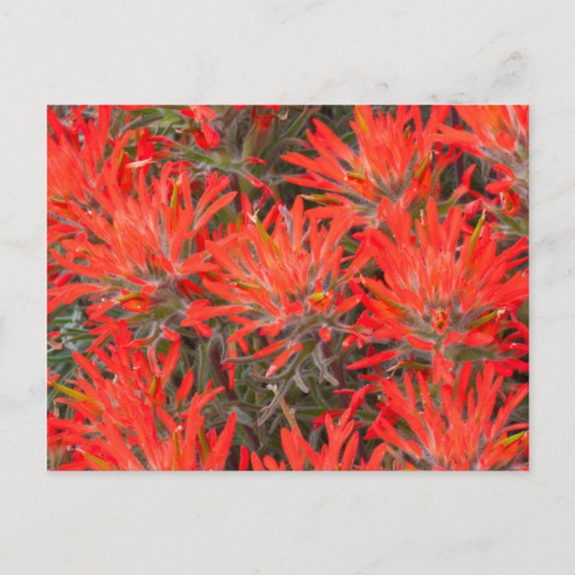 Wyoming, Lincoln County, Desert Paintbrush Postcard (Front)
