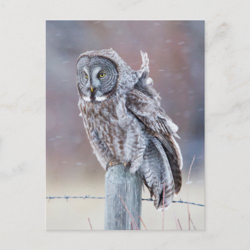 Wyoming Lincoln County Great Gray Owl sitting Postcard