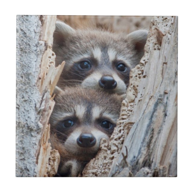 Wyoming, Lincoln County, Raccoon Tile (Front)