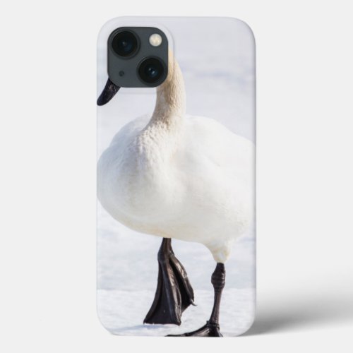 Wyoming National Elk Refuge Trumpeter Swan 1 iPhone 13 Case