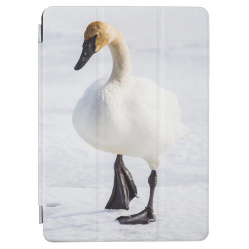 Wyoming National Elk Refuge Trumpeter Swan 1 iPad Air Cover