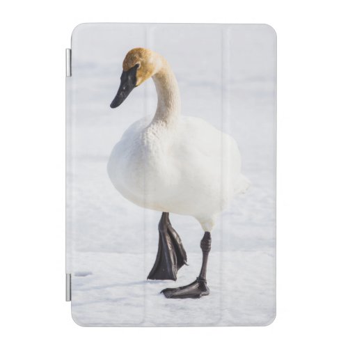 Wyoming National Elk Refuge Trumpeter Swan 1 iPad Mini Cover