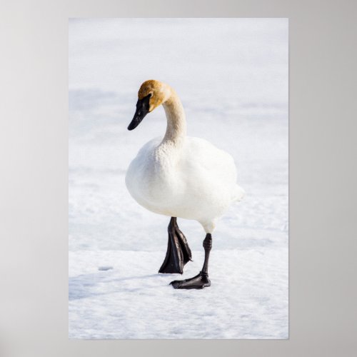Wyoming National Elk Refuge Trumpeter Swan 1 Poster