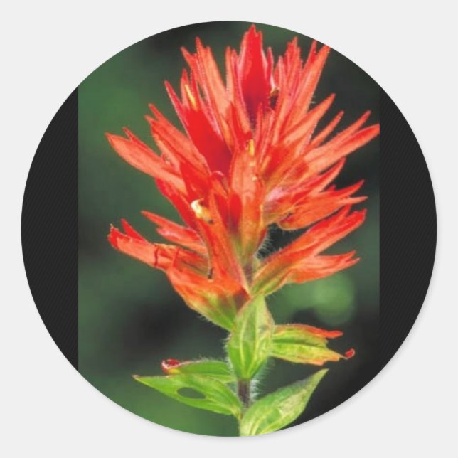 Wyoming Paintbrush Classic Round Sticker (Front)