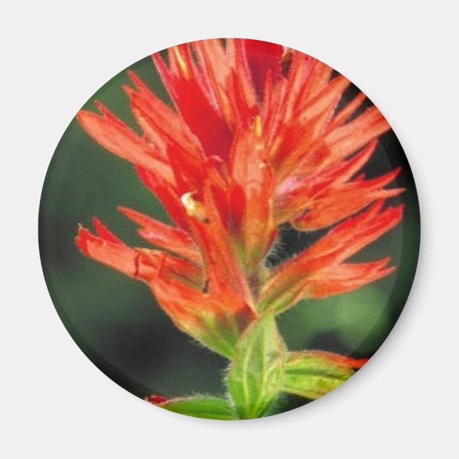 Wyoming Paintbrush Magnet (Front)