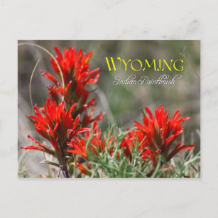 Wyoming State Flower: Indian Paintbrush Postcard