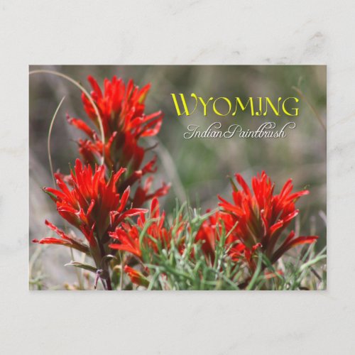 Wyoming State Flower Indian Paintbrush Postcard