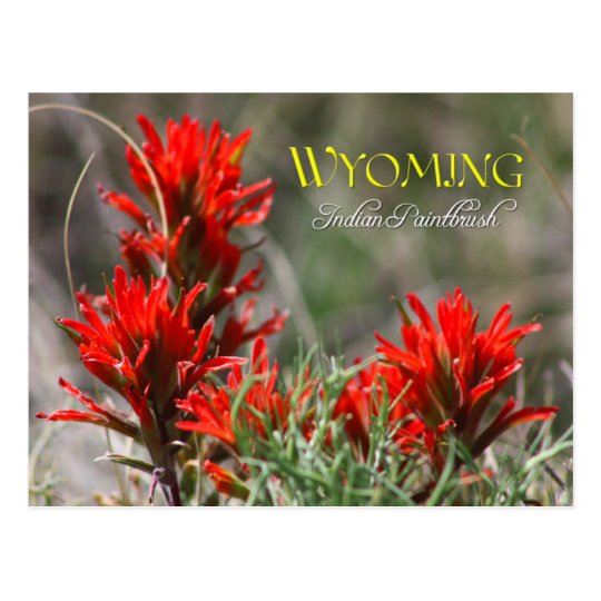 Wyoming State Flower: Indian Paintbrush Postcard | Zazzle.com