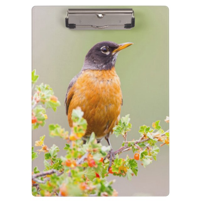 Wyoming, Sublette County, An American Robin Clipboard (Front)