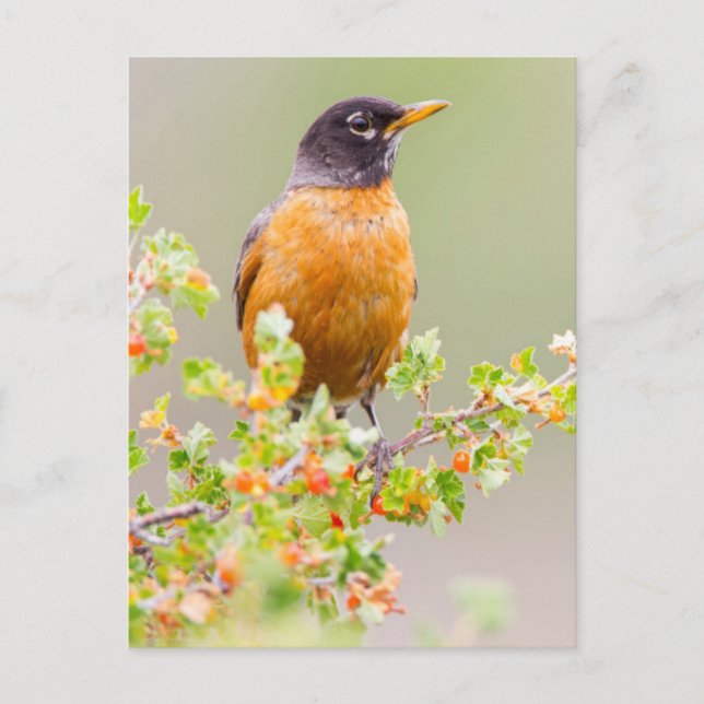 Wyoming, Sublette County, An American Robin Postcard (Front)