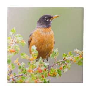 Wyoming, Sublette County, An American Robin Tile
