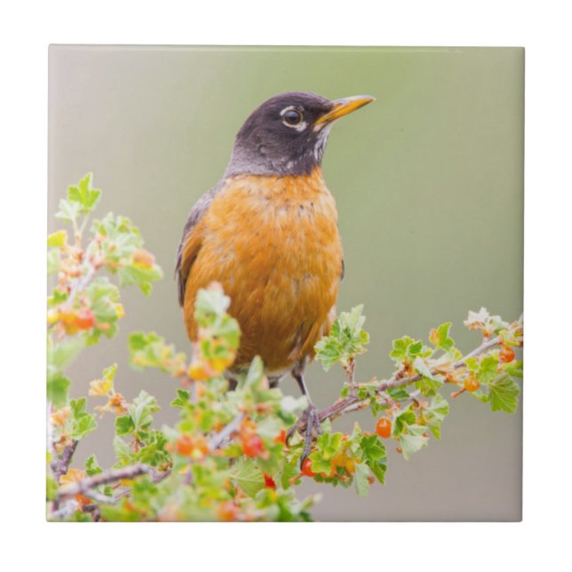 Wyoming, Sublette County, An American Robin Tile (Front)