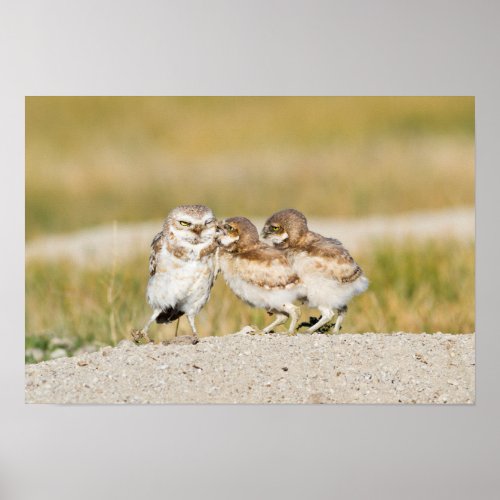 Wyoming Sublette County Burrowing owl chicks Poster