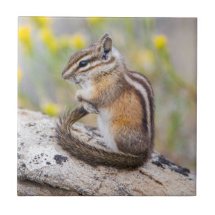 Wyoming, Sublette County, Least Chipmunk Tile