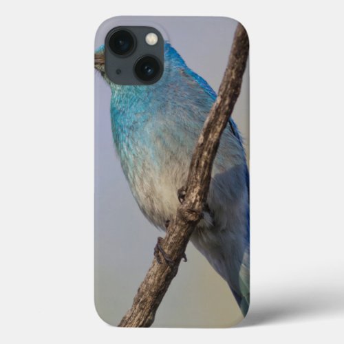 Wyoming Sublette County Male Mountain Bluebird iPhone 13 Case