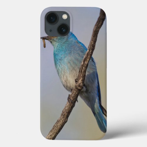 Wyoming Sublette County Male Mountain Bluebird iPhone 13 Case