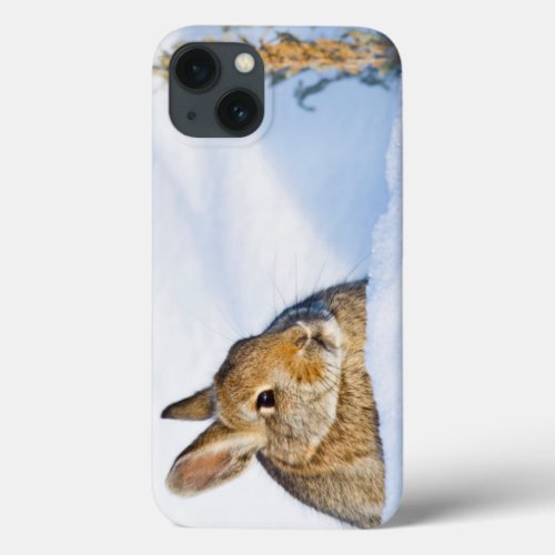 Wyoming Sublette County Nuttalls Cottontail 1 iPhone 13 Case