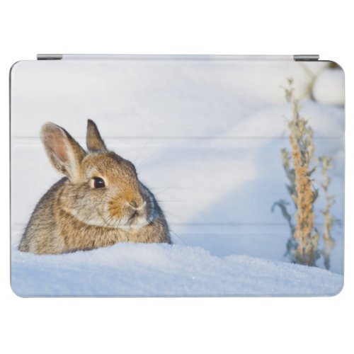 Wyoming Sublette County Nuttalls Cottontail 1 iPad Air Cover