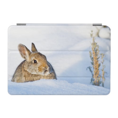 Wyoming Sublette County Nuttalls Cottontail 1 iPad Mini Cover