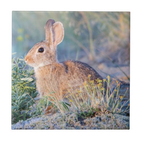 Wyoming Sublette County Nuttalls Cottontail 3 Ceramic Tile