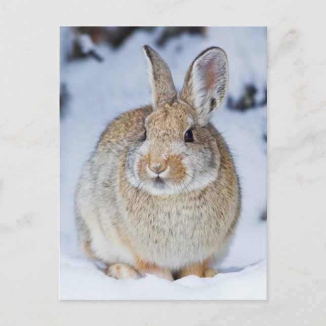 Wyoming, Sublette County, Nuttall's Cottontail Postcard (Front)