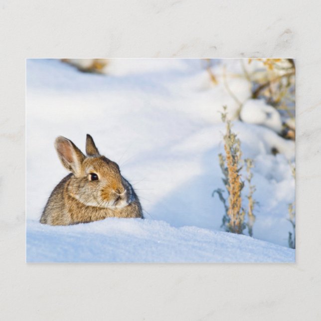 Wyoming, Sublette County, Nuttall's Cottontail Postcard (Front)