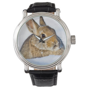 Wyoming, Sublette County, Nuttall's Cottontail Watch