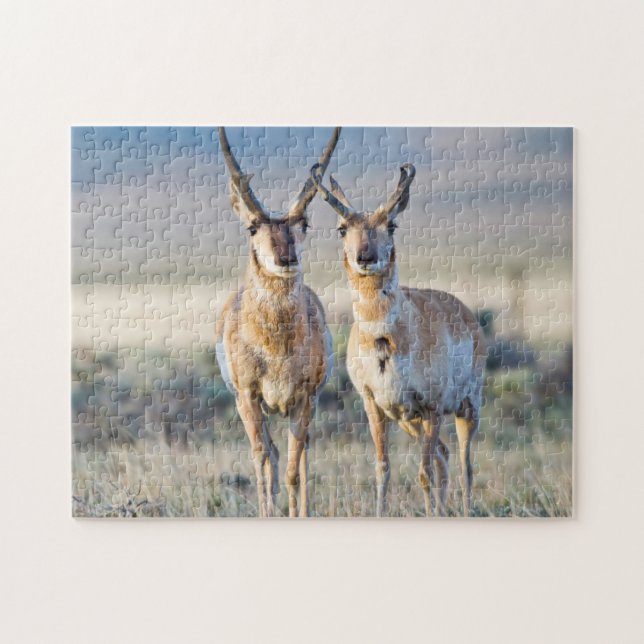 Wyoming, Sublette County, Pronghorn bucks Jigsaw Puzzle (Horizontal)