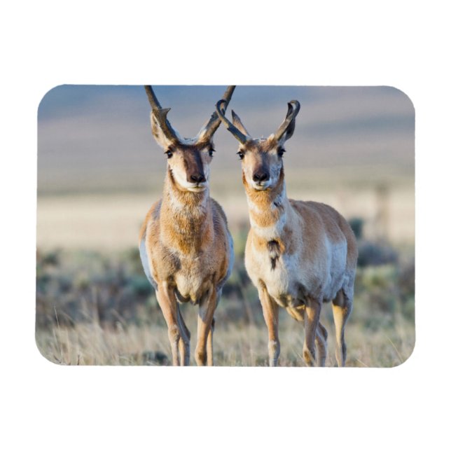 Wyoming, Sublette County, Pronghorn bucks Magnet (Horizontal)