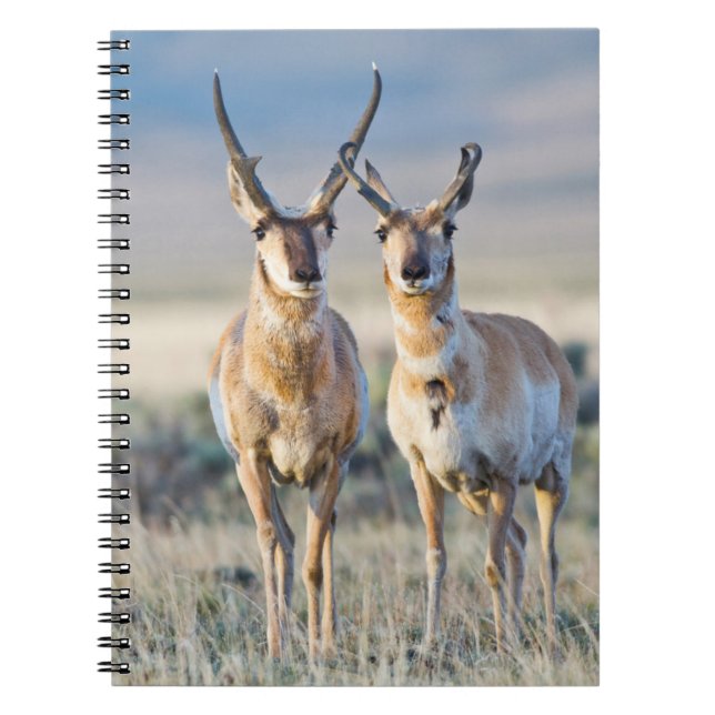 Wyoming, Sublette County, Pronghorn bucks Notebook (Front)