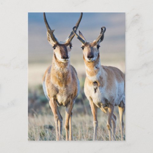 Wyoming Sublette County Pronghorn bucks Postcard