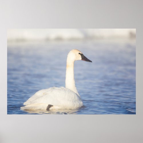 Wyoming Sublette County Trumpeter Swan on pond Poster