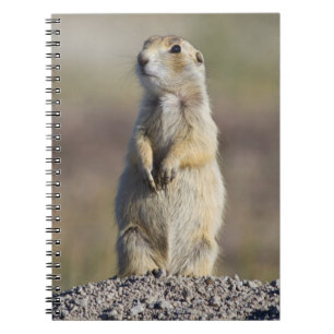 Wyoming, Sublette County, White-tailed Prairie Notebook