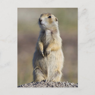Wyoming, Sublette County, White-tailed Prairie Postcard
