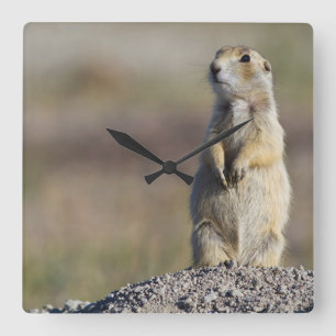 Wyoming, Sublette County, White-tailed Prairie Square Wall Clock
