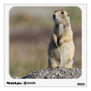 Wyoming, Sublette County, White-tailed Prairie Wall Sticker