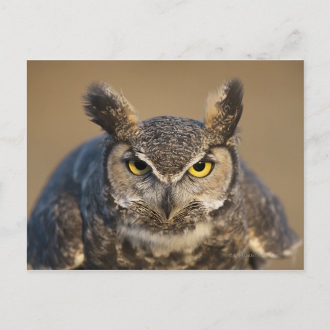 wyoming, usa postcard (Front)