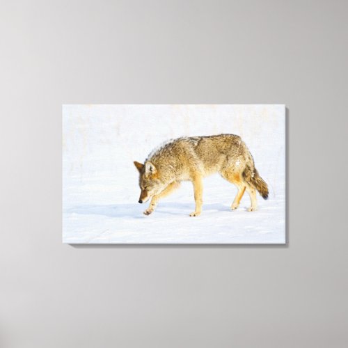 Wyoming Yellowstone National Park Coyote Canvas Print