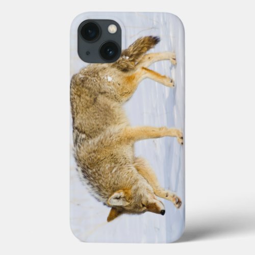 Wyoming Yellowstone National Park Coyote iPhone 13 Case
