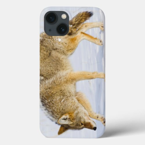 Wyoming Yellowstone National Park Coyote iPhone 13 Case