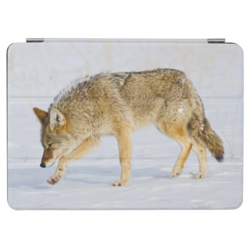Wyoming Yellowstone National Park Coyote iPad Air Cover